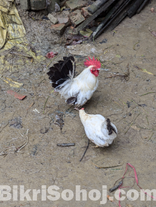 কিছু ফ্যান্সি রানিং মুরগী বিক্রয় করা হবে।